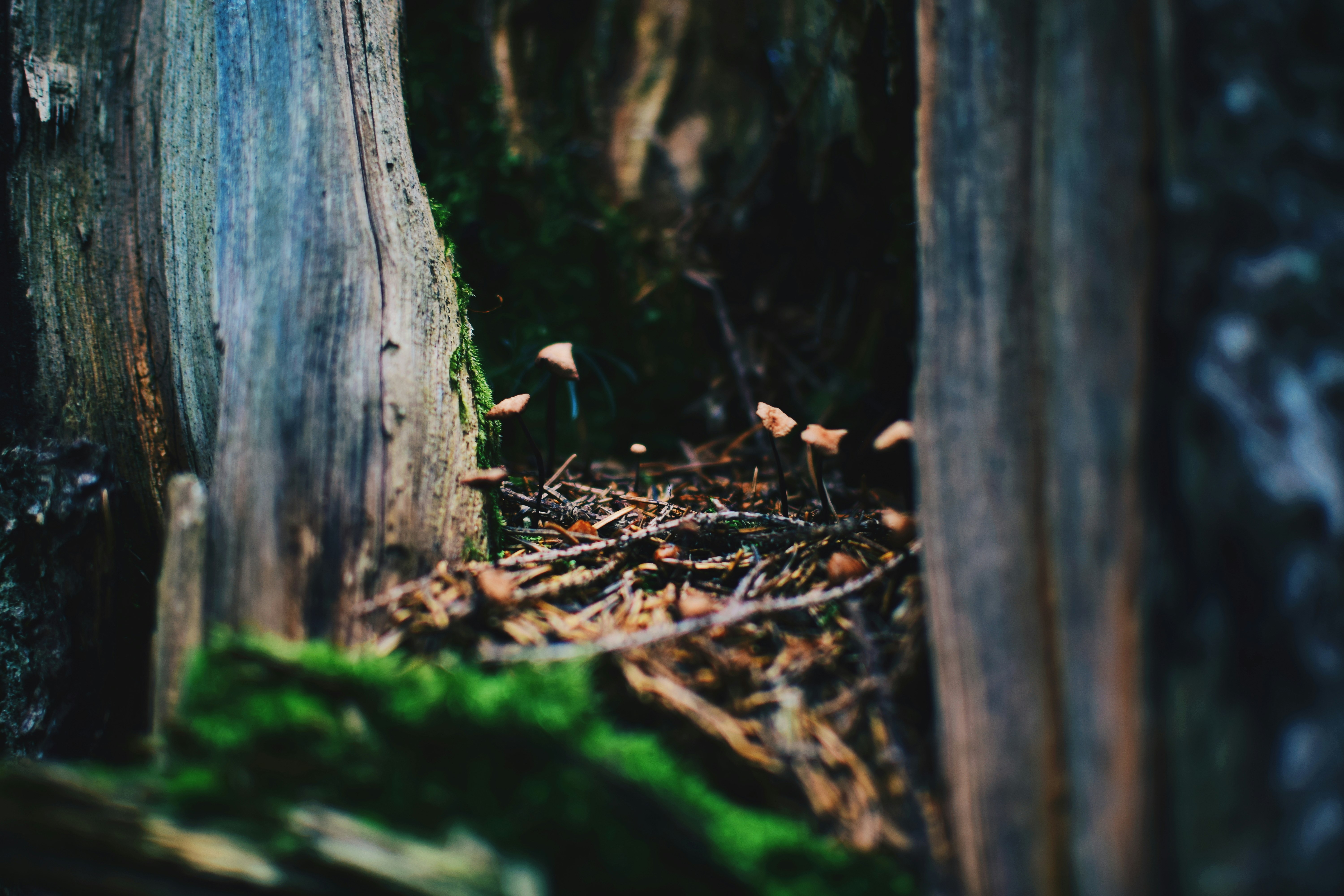 selective focus of brown wooden tree